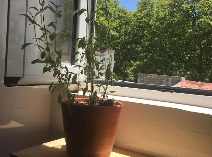 Hostel Casa Dos Poetas Caldas da Rainha